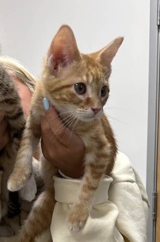 Gracie (orange), adopted