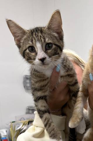 Ozzy, adopted