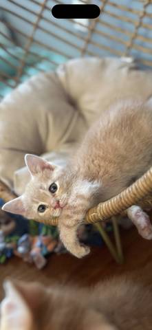 Buttercup, adopted