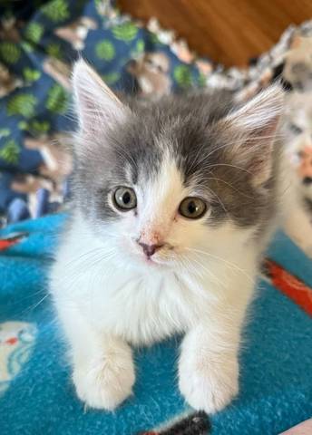 Bubbles, adopted