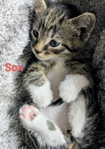 Sox, adopted