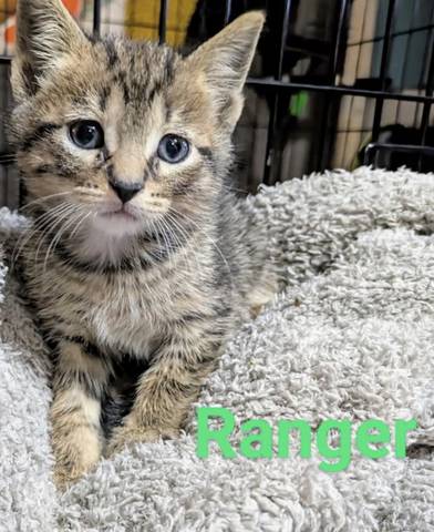 Ranger, adopted