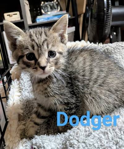 Dodger, adopted