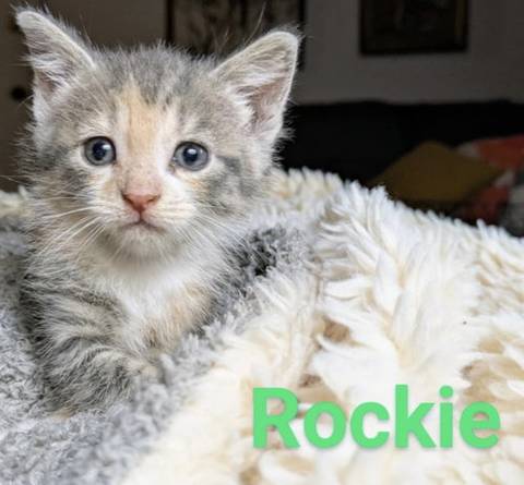 Rockie, adopted