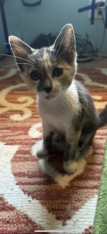 Ella, adopted