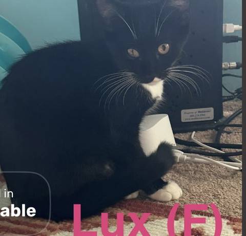 Lux, adopted