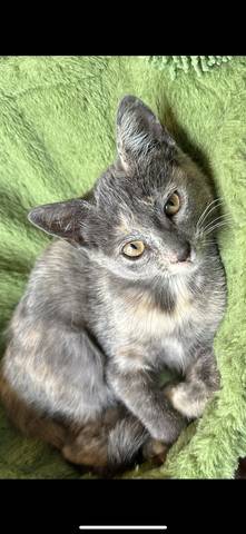 Gwen, adopted
