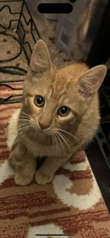 Hiatt, adopted