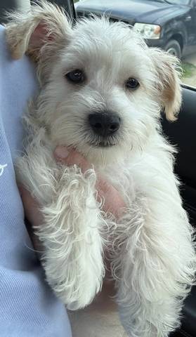Pogo, adopted