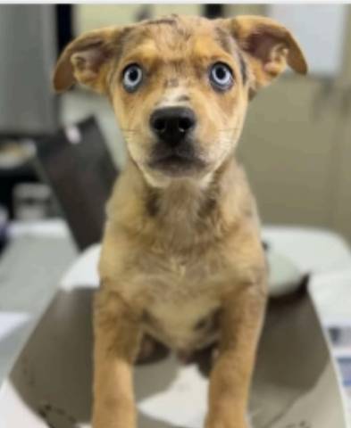 Chris, adopted