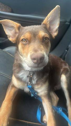 Luca, adopted