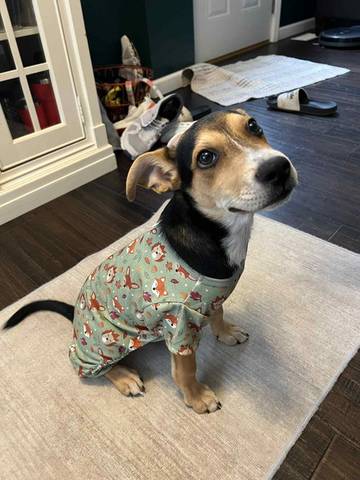 Bolt, adopted
