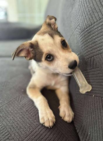 Bean, adopted