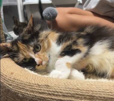 Brave, adopted