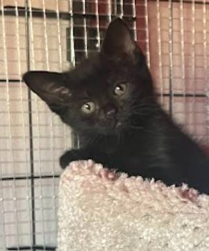 Ace, adopted