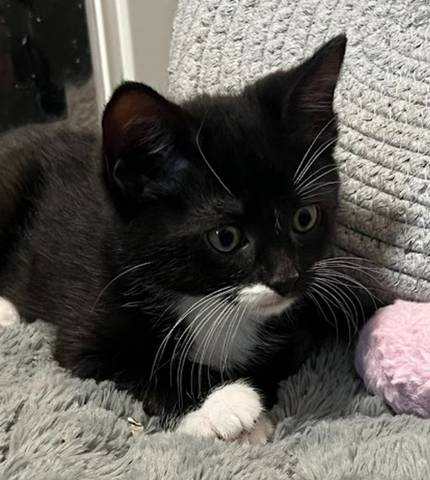 Eddie, adopted
