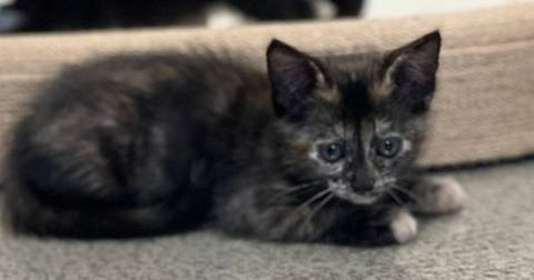 Gracie (tortie), adopted