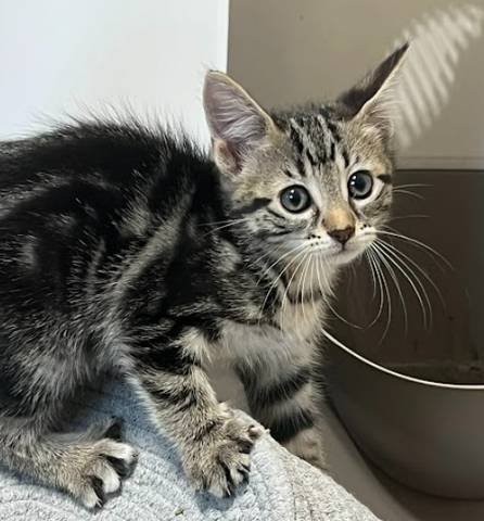 MK, adopted