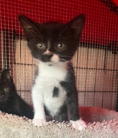 Vivian, adopted