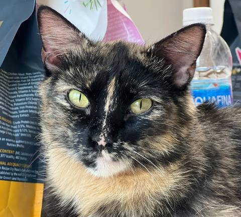 Blair, adopted