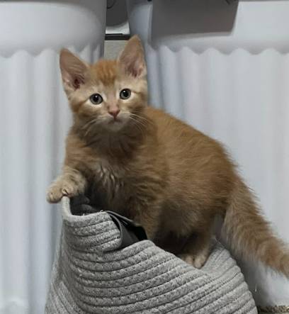 Billie, adopted