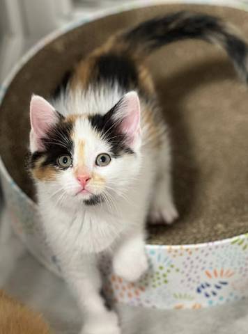 Missy, adopted
