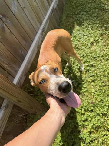 Odie, adopted
