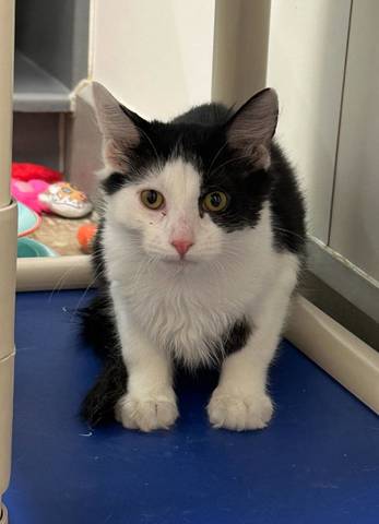 Loki, adopted