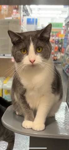 Dill, adopted