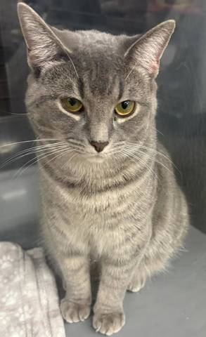 Fennel, adopted