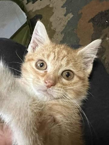 Walter, adopted