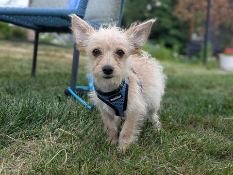 Roo, adopted