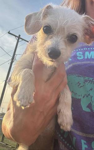 Chiquita, adopted