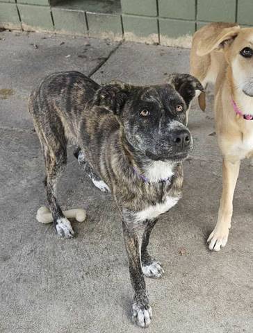 Odette, adopted
