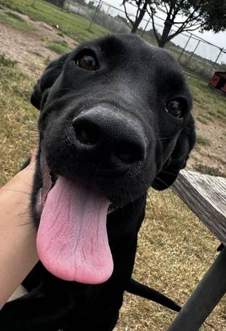 Griffin, adopted