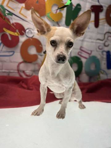 Maggie, adopted