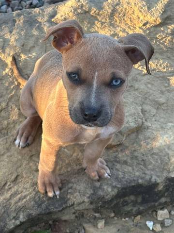 Flora, adopted