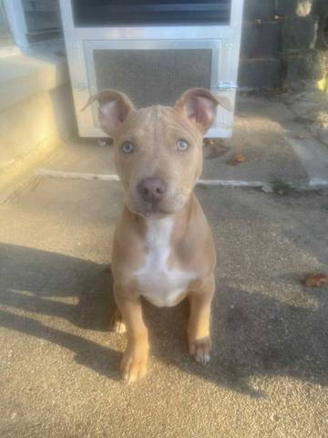 Ren, adopted