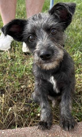 Smokey, adopted