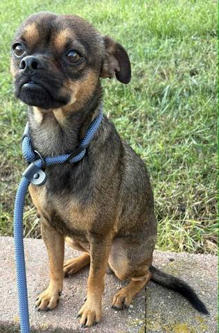 Huey, adopted