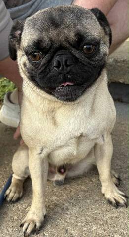 Hank, adopted