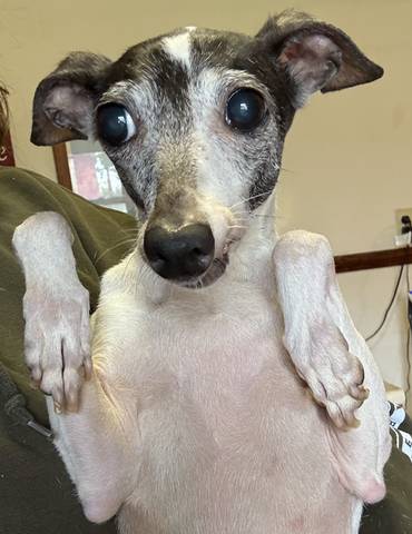 Loretta, adopted