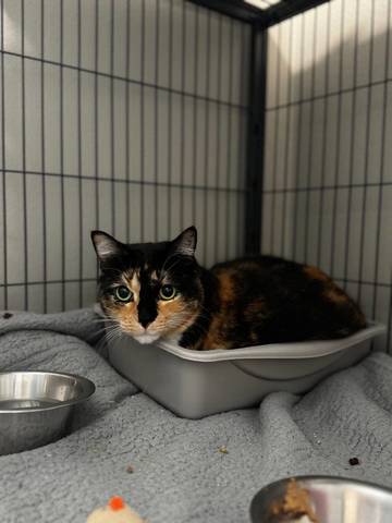 Janet, adopted