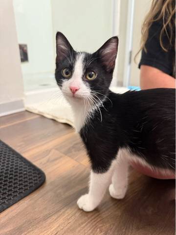 Fishstick, adopted