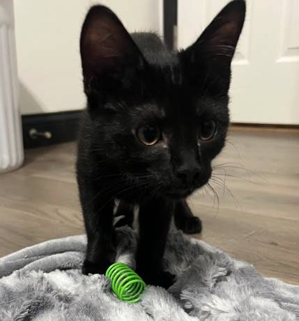 Benny, adopted