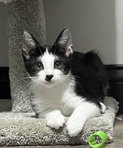 JC, adopted
