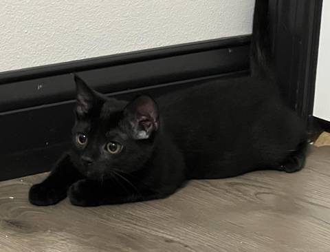 Sami, adopted