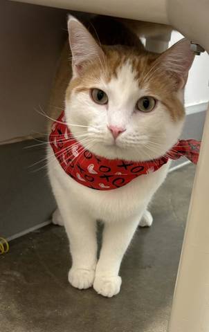 Chalupa, adopted