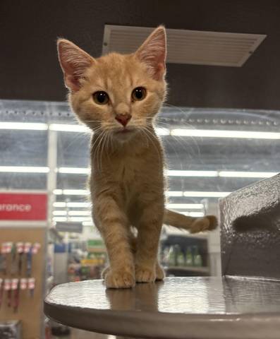 Dori, adopted
