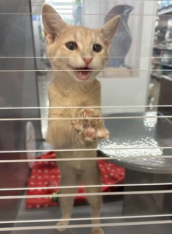 Nemo, adopted